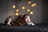 Canine Photography www.k9action.eu FOTOGRAFIA PSW | CANINE PHOTOGRAPHY
