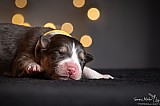 Canine Photography www.k9action.eu FOTOGRAFIA PSW | CANINE PHOTOGRAPHY