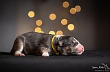 Canine Photography www.k9action.eu FOTOGRAFIA PSW | CANINE PHOTOGRAPHY