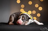 Canine Photography www.k9action.eu FOTOGRAFIA PSW | CANINE PHOTOGRAPHY