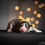 Canine Photography www.k9action.eu FOTOGRAFIA PSW | CANINE PHOTOGRAPHY