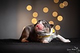 Canine Photography www.k9action.eu FOTOGRAFIA PSW | CANINE PHOTOGRAPHY