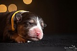Canine Photography www.k9action.eu FOTOGRAFIA PSW | CANINE PHOTOGRAPHY