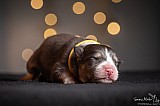Canine Photography www.k9action.eu FOTOGRAFIA PSW | CANINE PHOTOGRAPHY