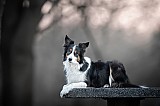 Canine Photography www.k9action.eu FOTOGRAFIA PSW | CANINE PHOTOGRAPHY