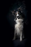 Canine Photography www.k9action.eu FOTOGRAFIA PSW | CANINE PHOTOGRAPHY