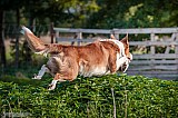 Canine Photography www.k9action.eu FOTOGRAFIA PSW | CANINE PHOTOGRAPHY