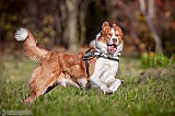 Canine Photography www.k9action.eu FOTOGRAFIA PSW | CANINE PHOTOGRAPHY