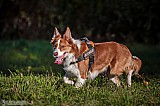 Canine Photography www.k9action.eu FOTOGRAFIA PSW | CANINE PHOTOGRAPHY