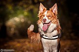 Canine Photography www.k9action.eu FOTOGRAFIA PSW | CANINE PHOTOGRAPHY