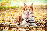 Canine Photography www.k9action.eu FOTOGRAFIA PSW | CANINE PHOTOGRAPHY