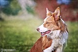 Canine Photography www.k9action.eu FOTOGRAFIA PSW | CANINE PHOTOGRAPHY