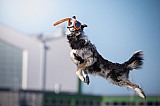 Canine Photography www.k9action.eu FOTOGRAFIA PSW | CANINE PHOTOGRAPHY