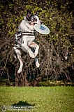 Canine Photography www.k9action.eu FOTOGRAFIA PSW | CANINE PHOTOGRAPHY