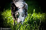 Canine Photography www.k9action.eu FOTOGRAFIA PSW | CANINE PHOTOGRAPHY