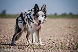 Canine Photography www.k9action.eu FOTOGRAFIA PSW | CANINE PHOTOGRAPHY