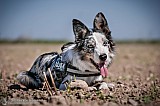 Canine Photography www.k9action.eu FOTOGRAFIA PSW | CANINE PHOTOGRAPHY