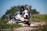 Canine Photography www.k9action.eu FOTOGRAFIA PSW | CANINE PHOTOGRAPHY