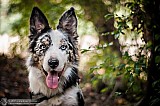 Canine Photography www.k9action.eu FOTOGRAFIA PSW | CANINE PHOTOGRAPHY