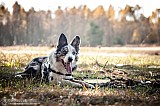 Canine Photography www.k9action.eu FOTOGRAFIA PSW | CANINE PHOTOGRAPHY
