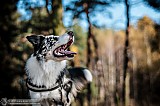 Canine Photography www.k9action.eu FOTOGRAFIA PSW | CANINE PHOTOGRAPHY
