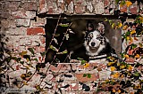 Canine Photography www.k9action.eu FOTOGRAFIA PSW | CANINE PHOTOGRAPHY