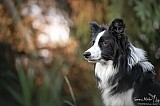Canine Photography www.k9action.eu FOTOGRAFIA PSW | CANINE PHOTOGRAPHY