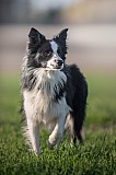 Canine Photography www.k9action.eu FOTOGRAFIA PSW | CANINE PHOTOGRAPHY