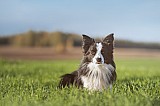 Canine Photography www.k9action.eu FOTOGRAFIA PSW | CANINE PHOTOGRAPHY