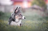 Canine Photography www.k9action.eu FOTOGRAFIA PSW | CANINE PHOTOGRAPHY