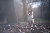 Canine Photography www.k9action.eu FOTOGRAFIA PSW | CANINE PHOTOGRAPHY