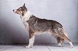 Canine Photography www.k9action.eu FOTOGRAFIA PSW | CANINE PHOTOGRAPHY