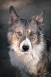 Canine Photography www.k9action.eu FOTOGRAFIA PSW | CANINE PHOTOGRAPHY
