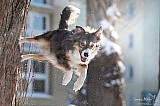 Canine Photography www.k9action.eu FOTOGRAFIA PSW | CANINE PHOTOGRAPHY