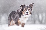 Canine Photography www.k9action.eu FOTOGRAFIA PSW | CANINE PHOTOGRAPHY