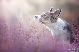 Canine Photography www.k9action.eu FOTOGRAFIA PSW | CANINE PHOTOGRAPHY
