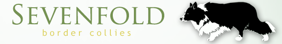 Sevenfold Border Collies