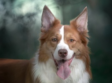 DRACO